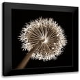 thumbnail image 1 of Frank, Assaf 12x12 Black Modern Framed Museum Art Print Titled - Purple allium flower, close-up (Sepia), 1 of 5