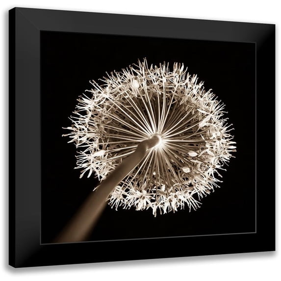 Frank, Assaf 12x12 Black Modern Framed Museum Art Print Titled - Purple allium flower, close-up (Sepia)