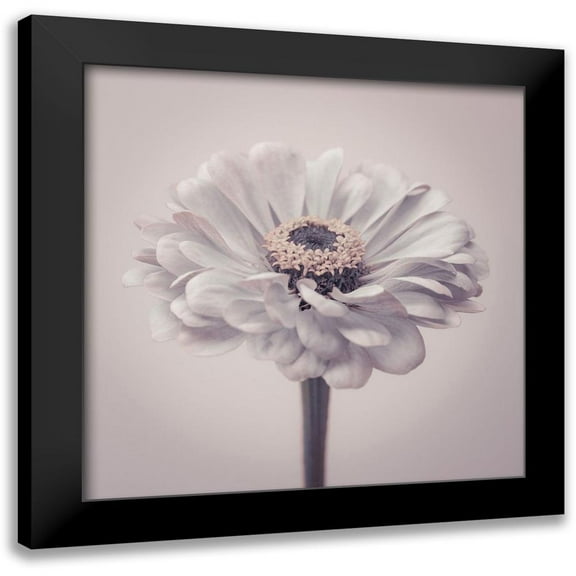 Frank, Assaf 12x12 Black Modern Framed Museum Art Print Titled - Zinnia flower