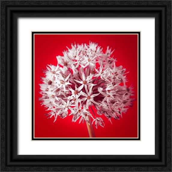 Frank, Assaf 12x12 Black Ornate Wood Framed with Double Matting Museum Art Print Titled - AF20100605 Alliums 157 RedC03