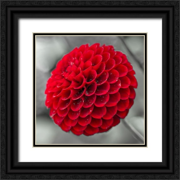 Frank, Assaf 12x12 Black Ornate Wood Framed with Double Matting Museum Art Print Titled - Dahlia Flowers