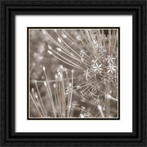 Frank, Assaf 12x12 Black Ornate Wood Framed with Double Matting Museum Art Print Titled - Silver Alliums