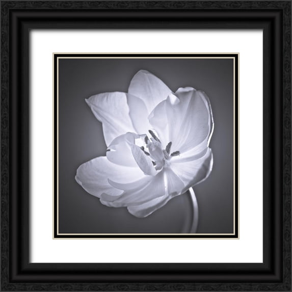 Frank, Assaf 12x12 Black Ornate Wood Framed with Double Matting Museum Art Print Titled - Tulip flower