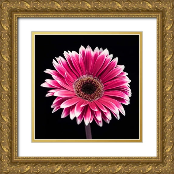 Frank, Assaf 12x12 Gold Ornate Wood Framed with Double Matting Museum Art Print Titled - AF20120911 Gerbera 015C19