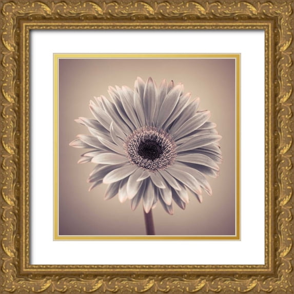 Frank, Assaf 12x12 Gold Ornate Wood Framed with Double Matting Museum Art Print Titled - AF20120911 Gerbera 029C01