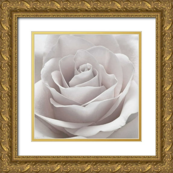Frank, Assaf 12x12 Gold Ornate Wood Framed with Double Matting Museum Art Print Titled - Rose close-up