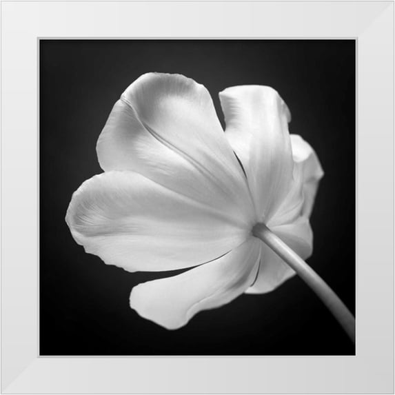Frank, Assaf 12x12 White Modern Wood Framed Museum Art Print Titled - Tulip flower, close-up, AF20120427-562