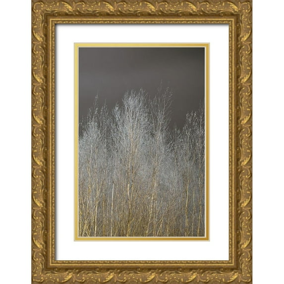 Frank, Assaf 13x18 Gold Ornate Wood Framed with Double Matting Museum Art Print Titled - Silver Forest III