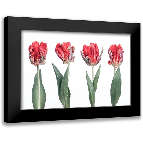 Frank, Assaf 14x11 Black Modern Framed Museum Art Print Titled - Rococo Tulips