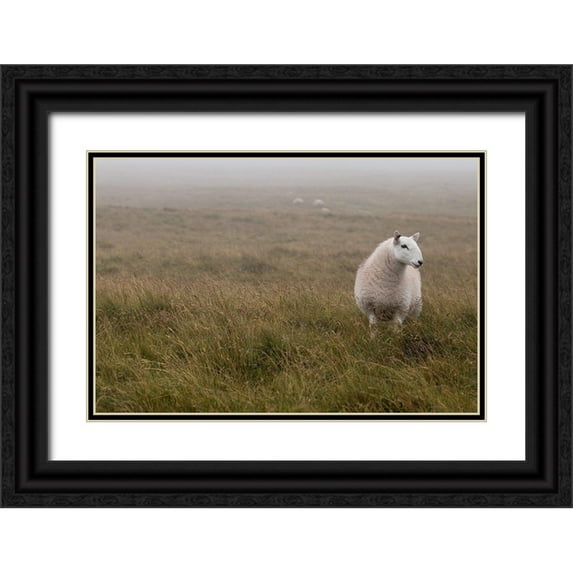 Frank, Assaf 14x11 Black Ornate Wood Framed with Double Matting Museum Art Print Titled - A Sheep standing on grass in mist