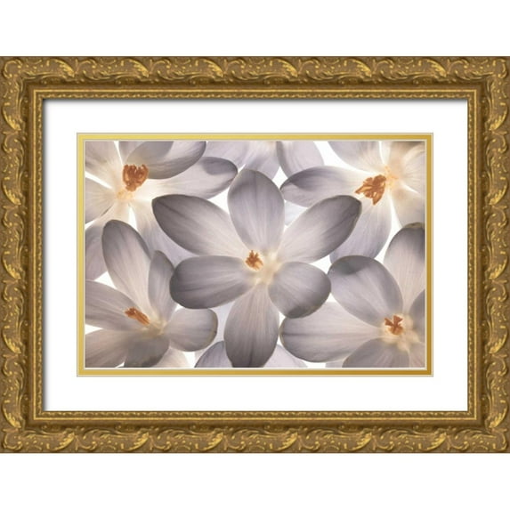 Frank, Assaf 14x11 Gold Ornate Wood Framed with Double Matting Museum Art Print Titled - Petal Perfect