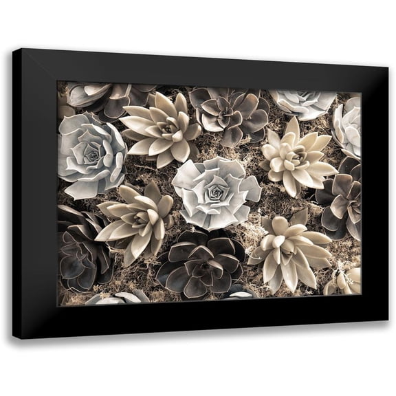 Frank, Assaf 14x12 Black Modern Framed Museum Art Print Titled - Chelsea flowers