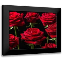 Frank, Assaf 14x12 Black Modern Framed Museum Art Print Titled - Close-up of Roses on colored background