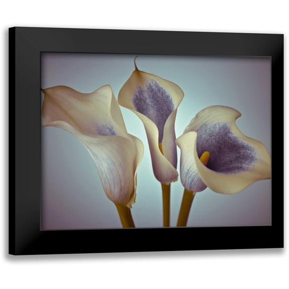 Frank, Assaf 14x12 Black Modern Framed Museum Art Print Titled - Close-up of three white Calla Lilies, Studio Shot