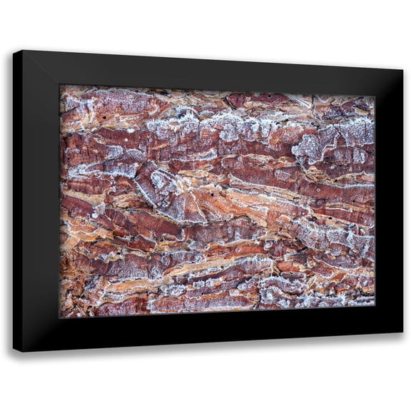 Frank, Assaf 14x12 Black Modern Framed Museum Art Print Titled - Frost on wood bark