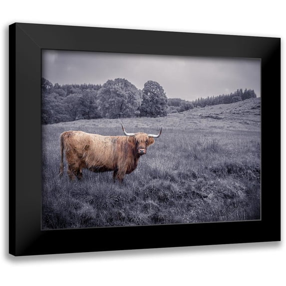 Frank, Assaf 14x12 Black Modern Framed Museum Art Print Titled - Highland Cow