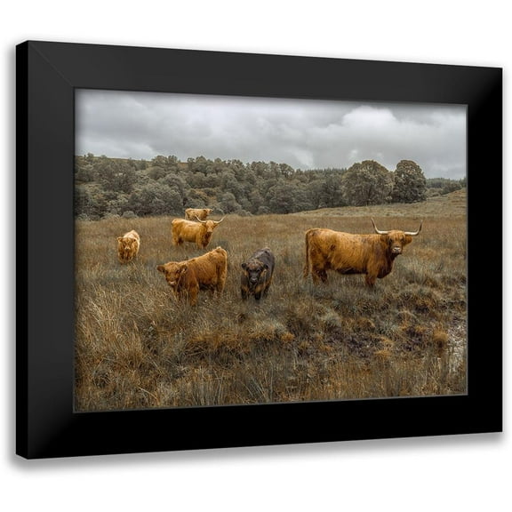 Frank, Assaf 14x12 Black Modern Framed Museum Art Print Titled - Highland Cows, FTBR-1914