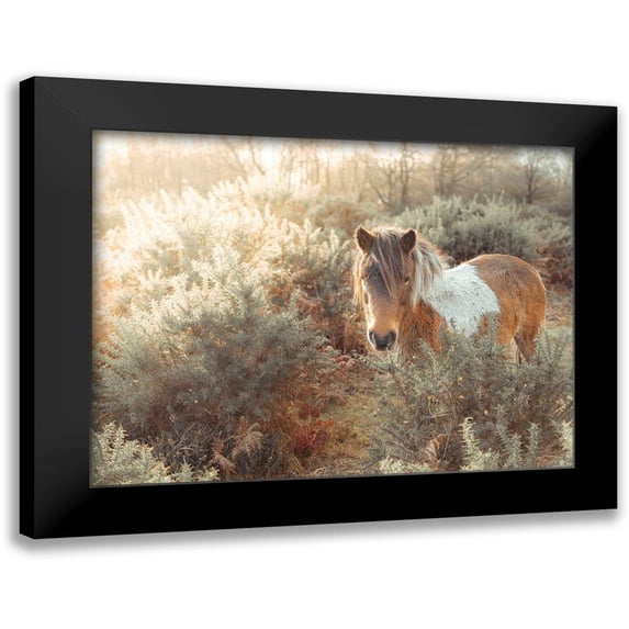 Frank, Assaf 14x12 Black Modern Framed Museum Art Print Titled - Horse in forest