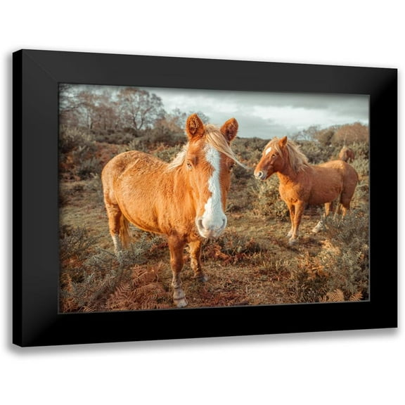 Frank, Assaf 14x12 Black Modern Framed Museum Art Print Titled - Horses in forest