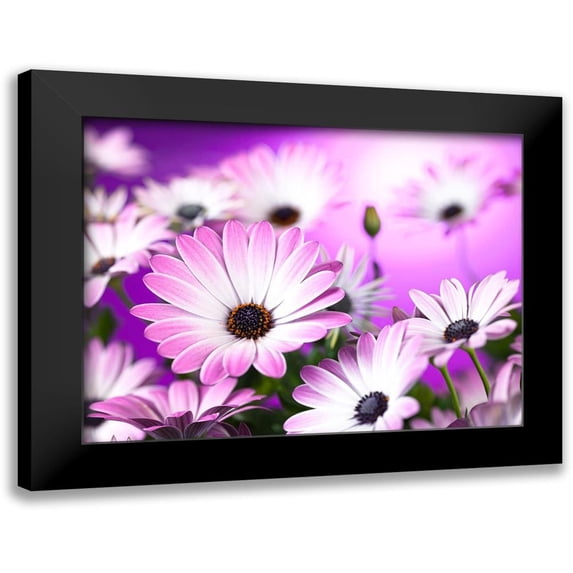 Frank, Assaf 14x12 Black Modern Framed Museum Art Print Titled - Osteospermum flowers