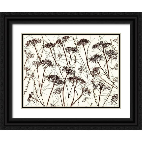 Frank, Assaf 14x12 Black Ornate Wood Framed with Double Matting Museum Art Print Titled - Dried Hydrangea