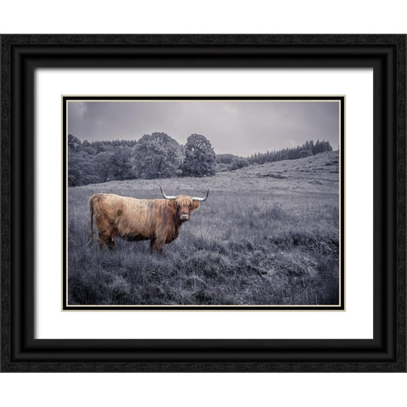 Frank, Assaf 14x12 Black Ornate Wood Framed with Double Matting Museum Art Print Titled - Highland Cow