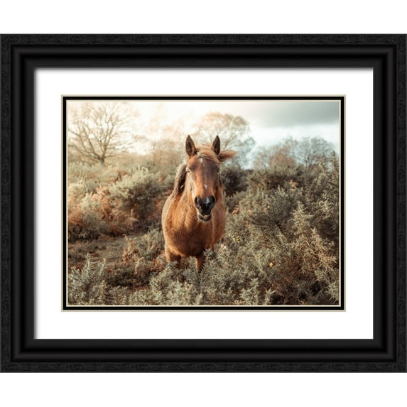 Frank, Assaf 14x12 Black Ornate Wood Framed with Double Matting Museum Art Print Titled - Horse in forest