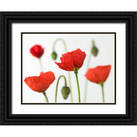 Frank, Assaf 14x12 Black Ornate Wood Framed with Double Matting Museum Art Print Titled - Poppy flowers and buds, close-up