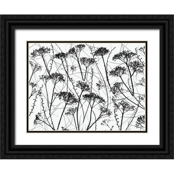 Frank, Assaf 14x12 Black Ornate Wood Framed with Double Matting Museum Art Print Titled - Silhouette of dried plants