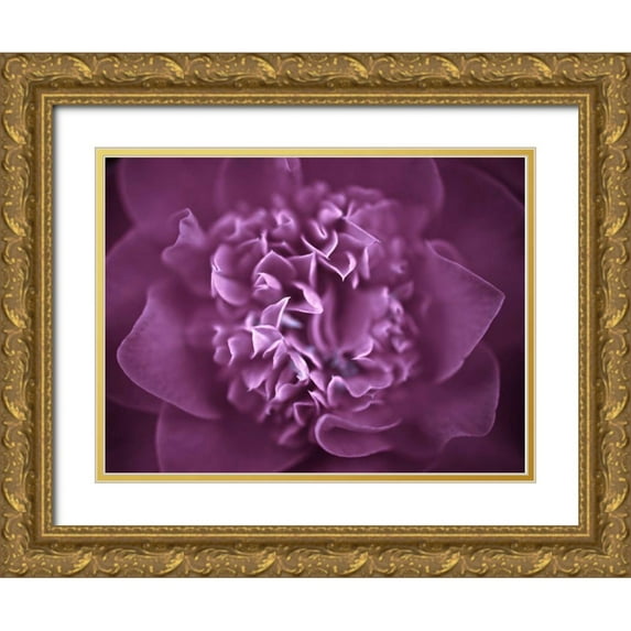 Frank, Assaf 14x12 Gold Ornate Wood Framed with Double Matting Museum Art Print Titled - Camellia Flower (Camellia japonica), close-up