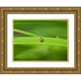 thumbnail image 1 of Frank, Assaf 14x12 Gold Ornate Wood Framed with Double Matting Museum Art Print Titled - Ladybug on leaf, 1 of 4