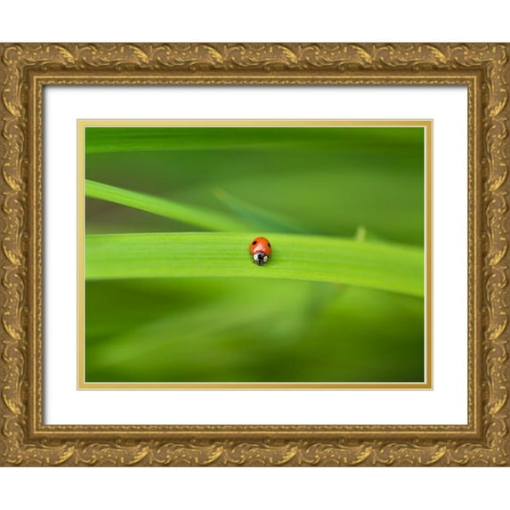 Frank, Assaf 14x12 Gold Ornate Wood Framed with Double Matting Museum Art Print Titled - Ladybug on leaf