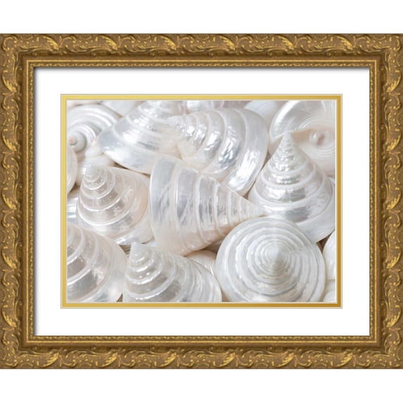 Frank, Assaf 14x12 Gold Ornate Wood Framed with Double Matting Museum Art Print Titled - Pearl Troca sea shells close-up