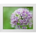 thumbnail image 1 of Frank, Assaf 14x12 White Modern Wood Framed Museum Art Print Titled - Allium flower, close-up, 1 of 4