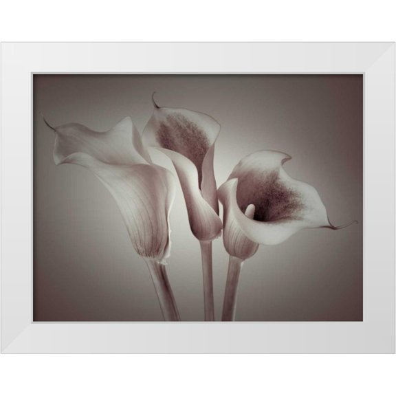 Frank, Assaf 14x12 White Modern Wood Framed Museum Art Print Titled - Close-up of three white Calla Lilies, Studio Shot