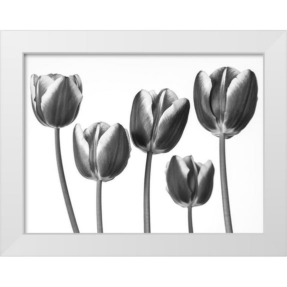 Frank, Assaf 14x12 White Modern Wood Framed Museum Art Print Titled - Tulips on white background