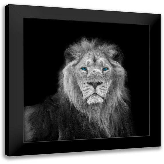Frank, Assaf 15x15 Black Modern Framed Museum Art Print Titled - Blue eyes lion face
