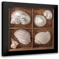 thumbnail image 1 of Frank, Assaf 15x15 Black Modern Framed Museum Art Print Titled - Seashells Treasures II, 1 of 5