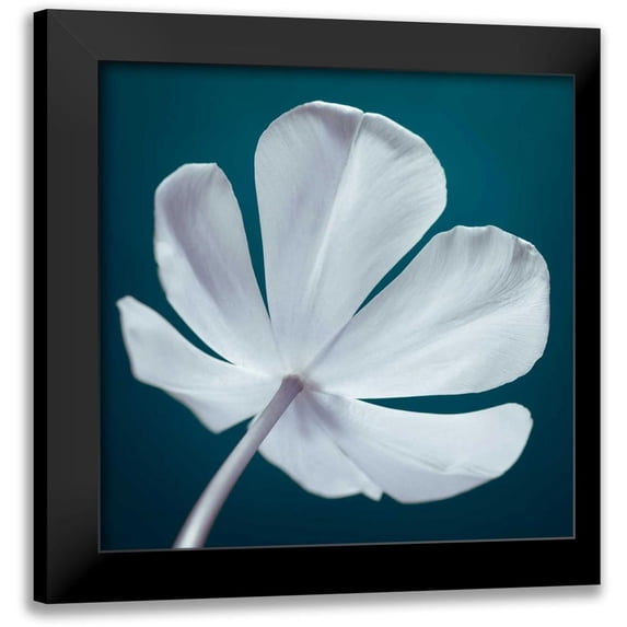 Frank, Assaf 15x15 Black Modern Framed Museum Art Print Titled - Tulip flower, close-up