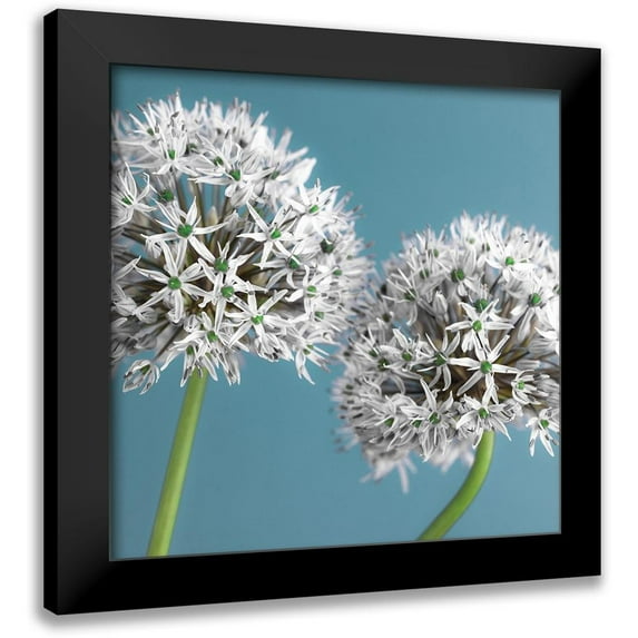 Frank, Assaf 15x15 Black Modern Framed Museum Art Print Titled - Two Allium flowers, FTBR-1875
