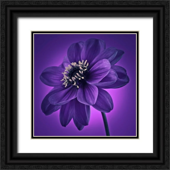 Frank, Assaf 15x15 Black Ornate Wood Framed with Double Matting Museum Art Print Titled - AF20110818 Dahlia 045C11