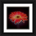 thumbnail image 1 of Frank, Assaf 15x15 Black Ornate Wood Framed with Double Matting Museum Art Print Titled - AF20110820 Gerbera 023C03PPC01, 1 of 4