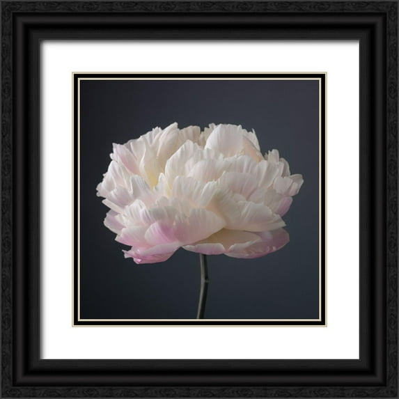 Frank, Assaf 15x15 Black Ornate Wood Framed with Double Matting Museum Art Print Titled - Peony flower