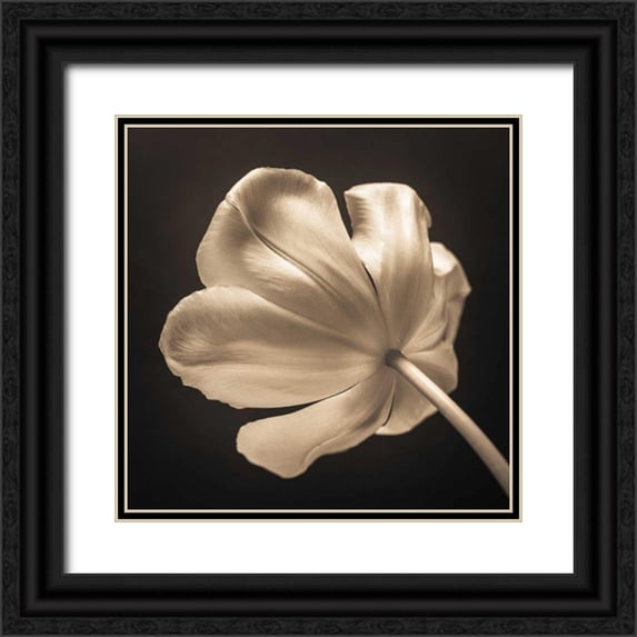 Frank, Assaf 15x15 Black Ornate Wood Framed with Double Matting Museum Art Print Titled - Tulip flower, close-up