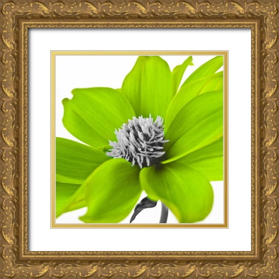 Frank, Assaf 15x15 Gold Ornate Wood Framed with Double Matting Museum Art Print Titled - AF20110714 Dahlia 107C15 Green