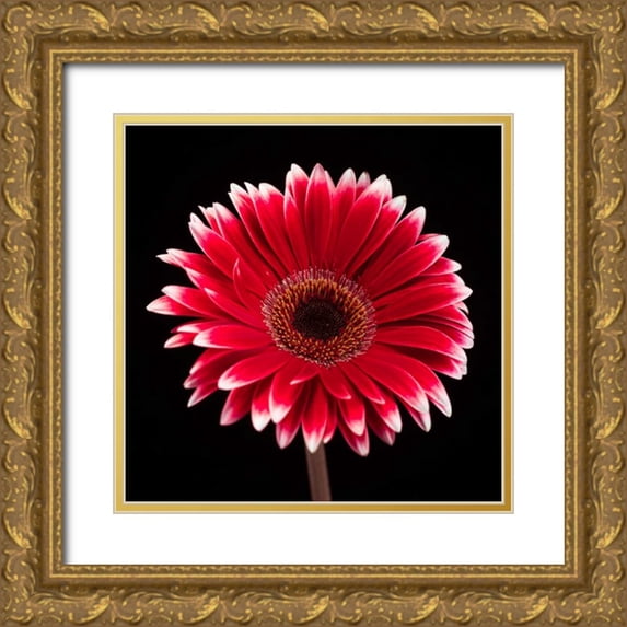 Frank, Assaf 15x15 Gold Ornate Wood Framed with Double Matting Museum Art Print Titled - AF20120911 Gerbera 015C20