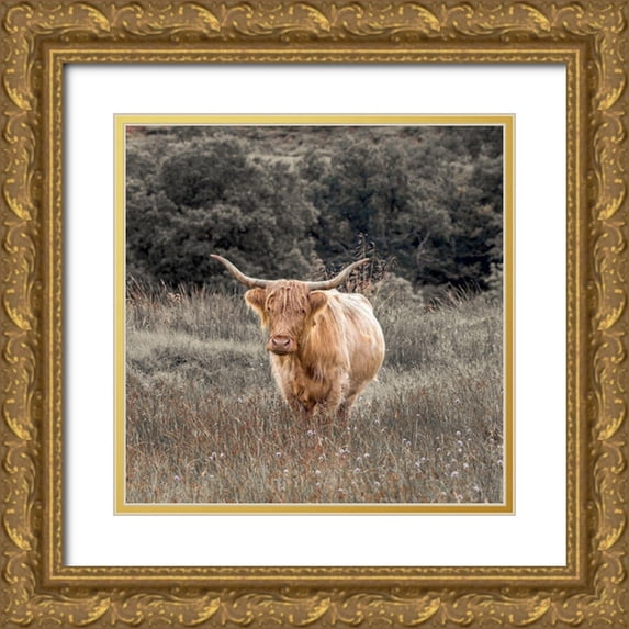 Frank, Assaf 15x15 Gold Ornate Wood Framed with Double Matting Museum Art Print Titled - Highland Cow I