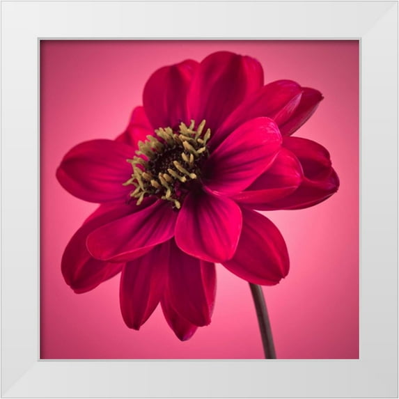 Frank, Assaf 15x15 White Modern Wood Framed Museum Art Print Titled - AF20110818 Dahlia 049C10