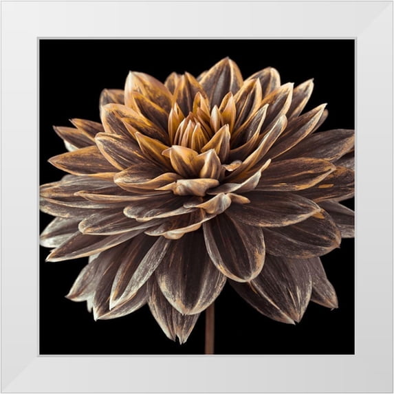 Frank, Assaf 15x15 White Modern Wood Framed Museum Art Print Titled - Dahlia flower close-up