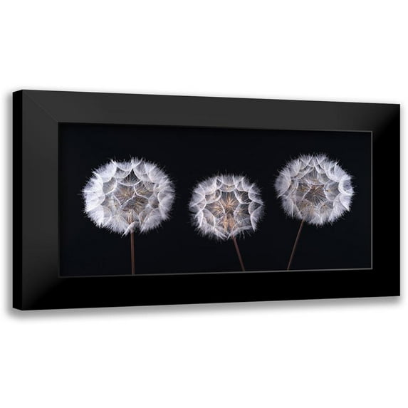 Frank, Assaf 18x11 Black Modern Framed Museum Art Print Titled - Dandelion Clock on black background